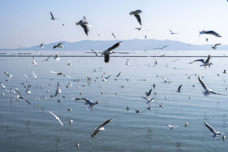 海鸥翱翔湖面图片