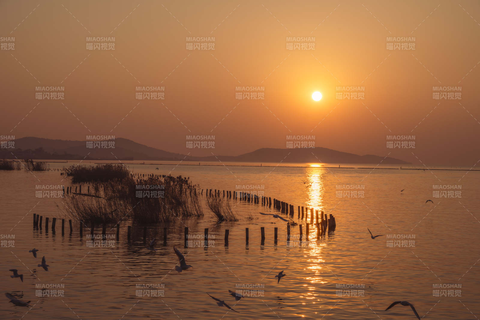 湖畔日落飞鸟归图片