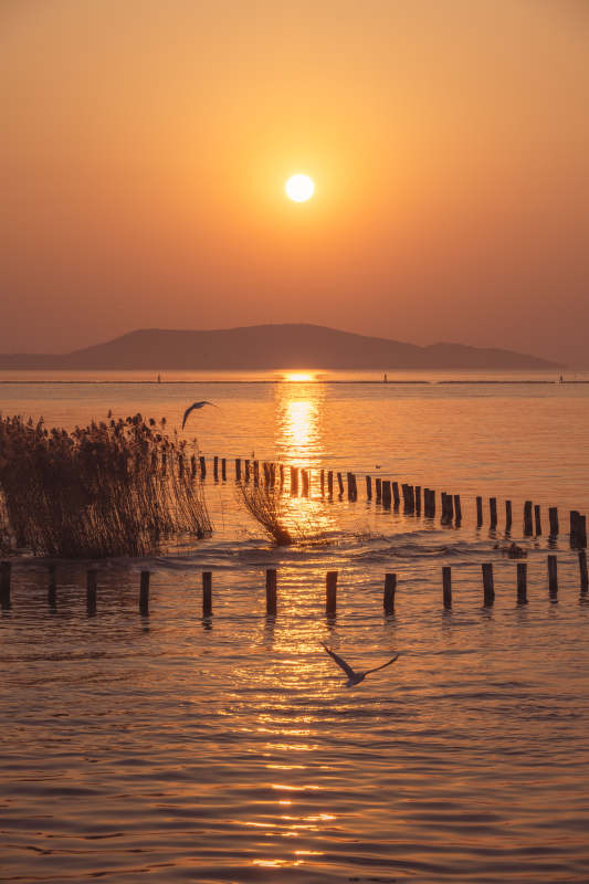 夕阳湖畔飞鸟归图片