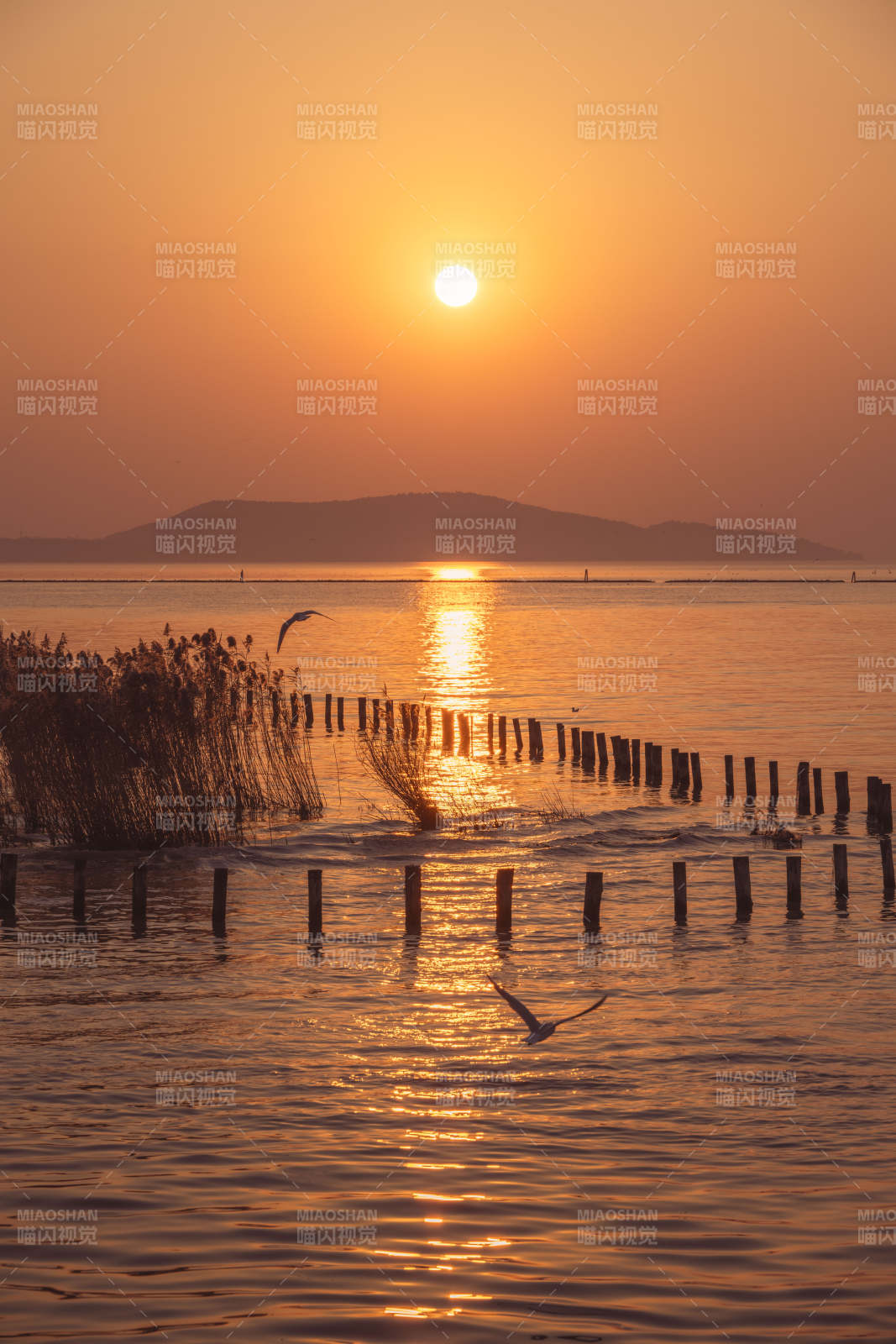 夕阳湖畔飞鸟归图片