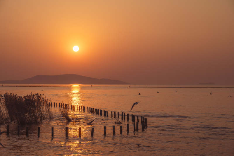 夕阳下的湖面飞鸟图片