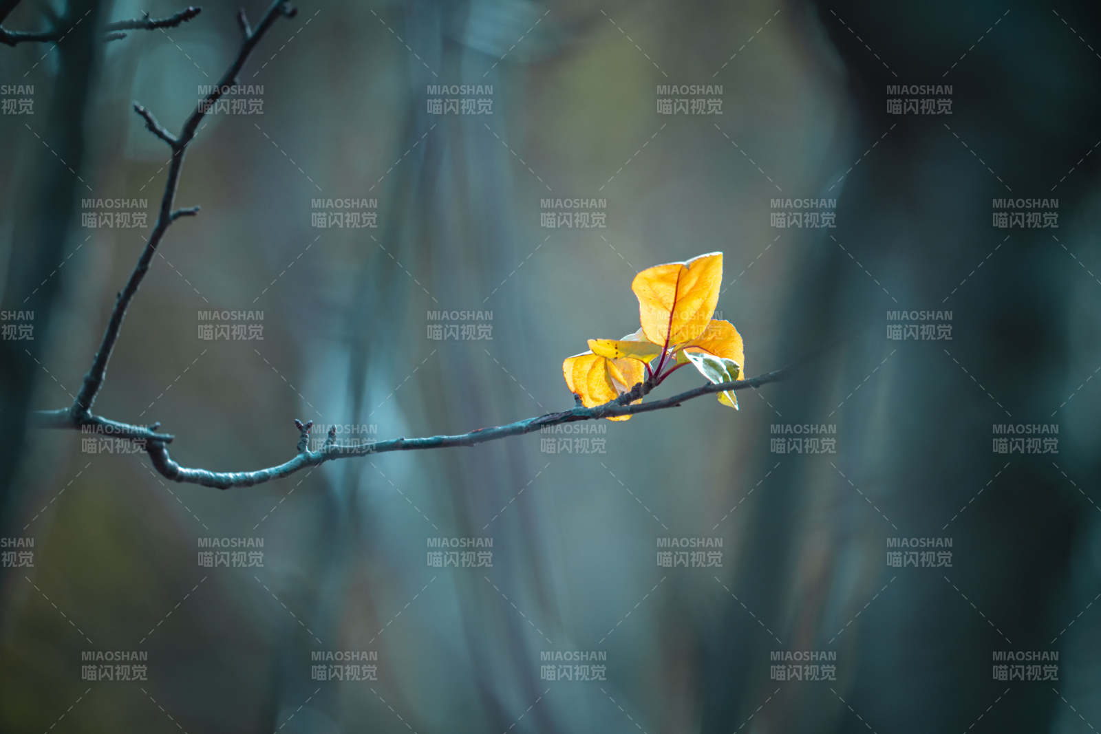 秋叶独悬枝头图片