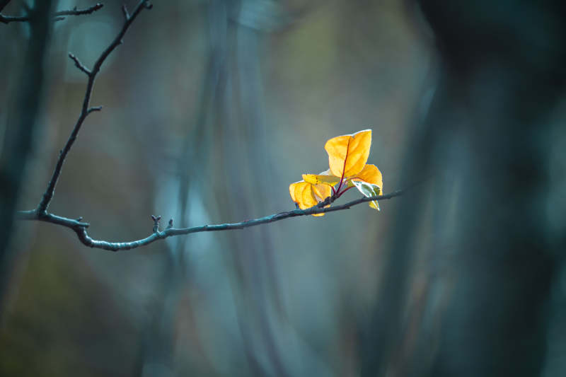 秋叶独悬枝头图片