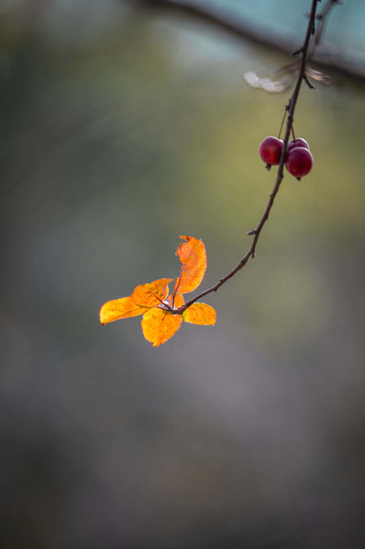 秋叶红果枝头静图片