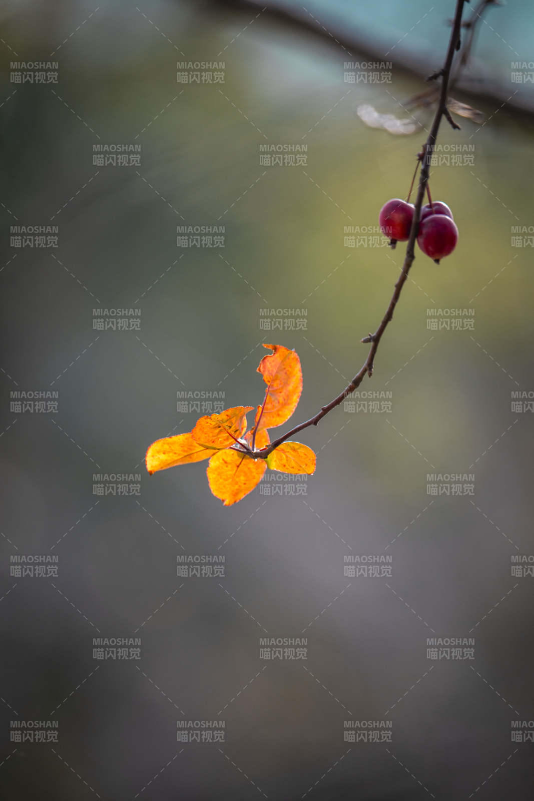 秋叶红果枝头静图片