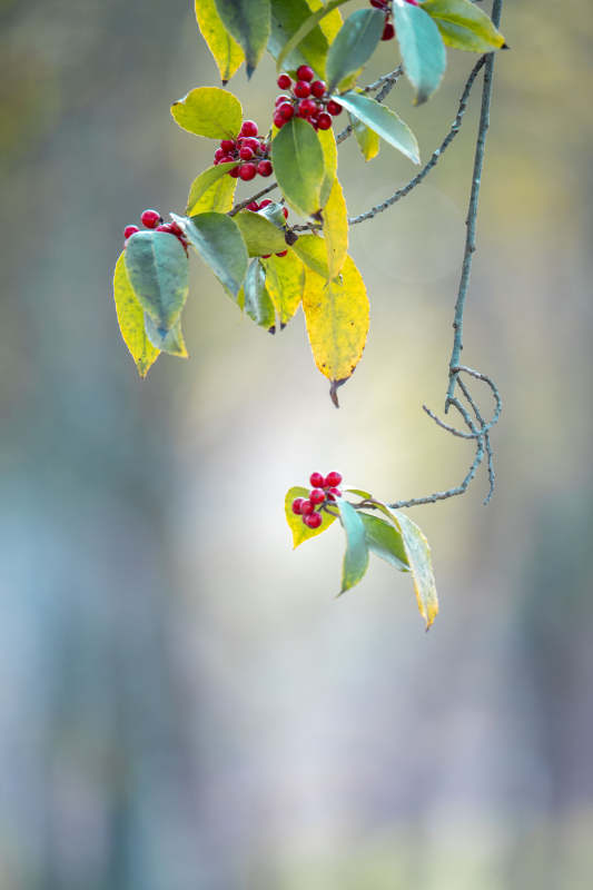 红果绿叶枝头挂图片