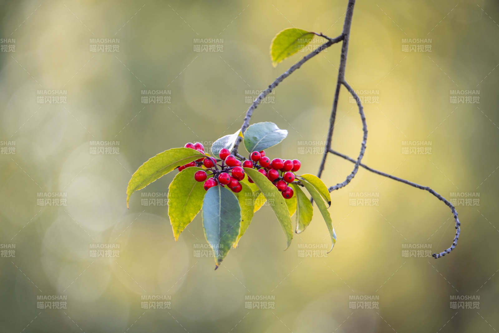 红果绿叶枝头挂图片