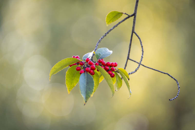 红果绿叶枝头挂图片