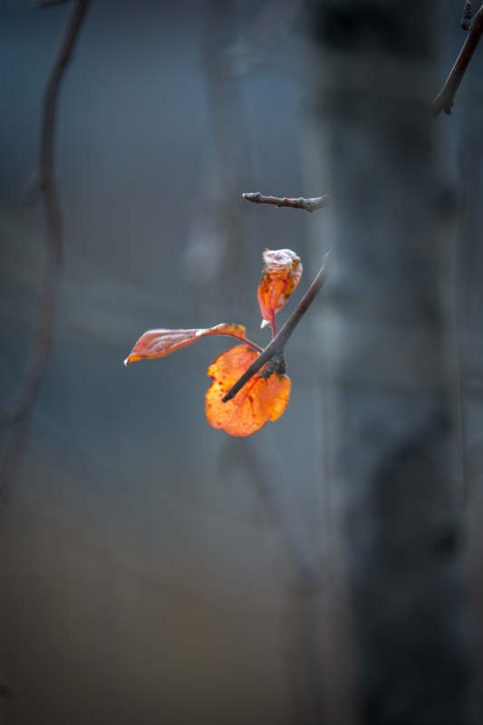 秋叶独舞枝头图片