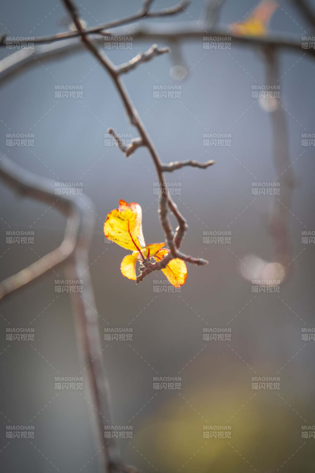 秋叶独挂枝头图片