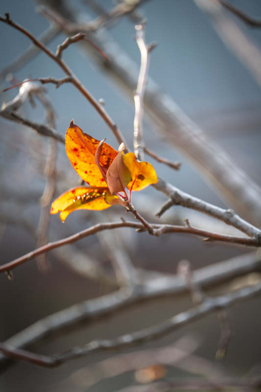 秋叶独舞枝头图片
