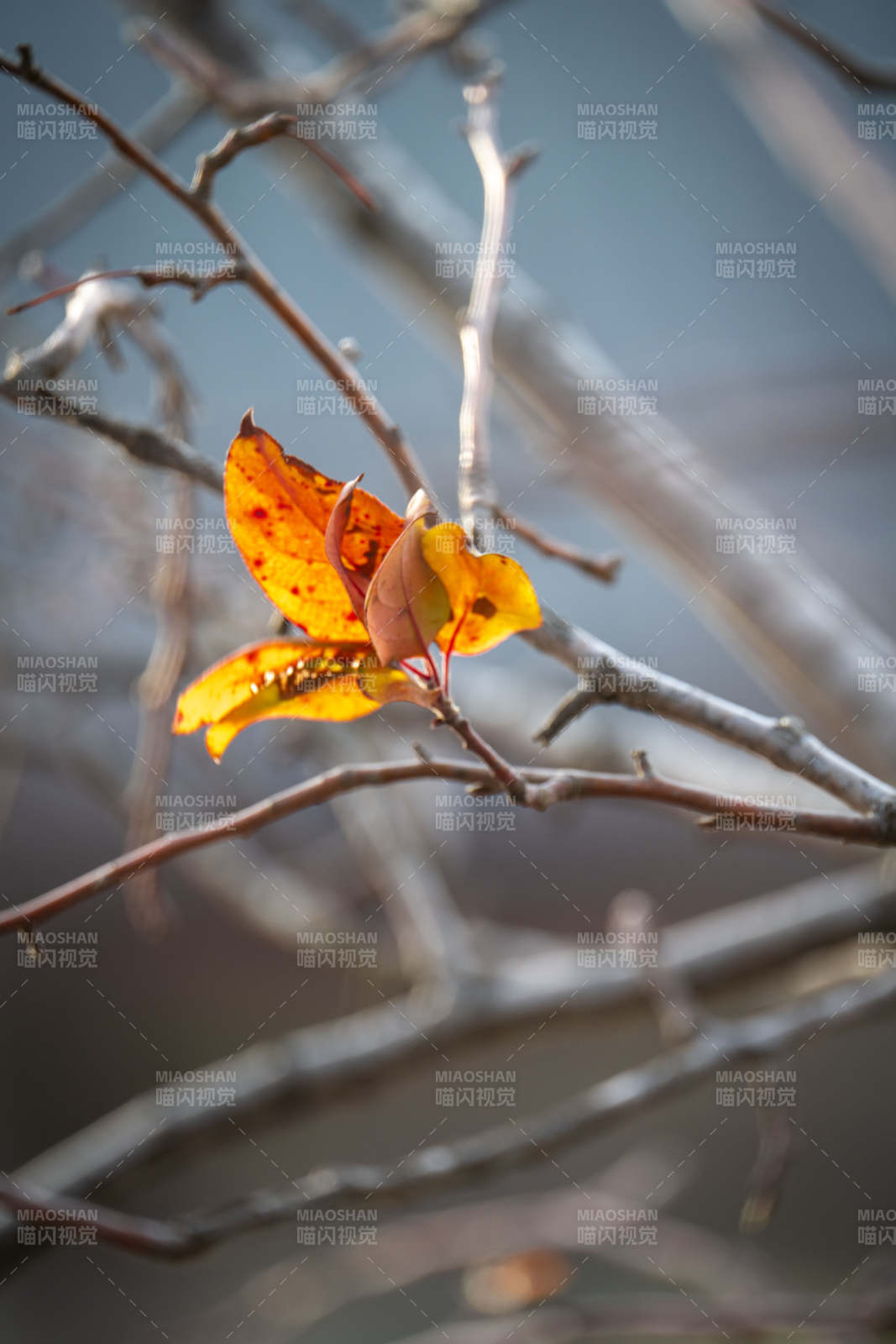 秋叶独舞枝头图片