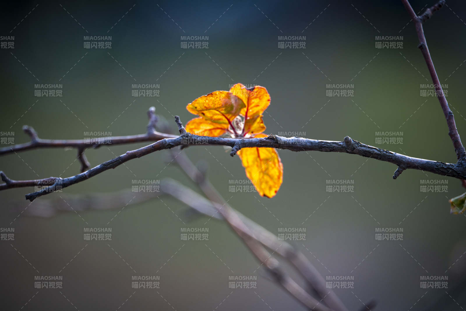 秋叶独舞枝头图片