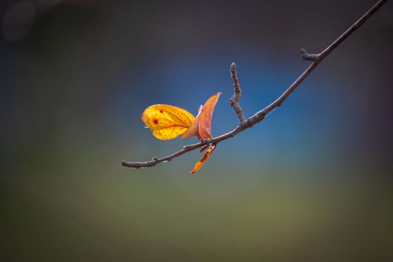 秋叶独悬枝头图片