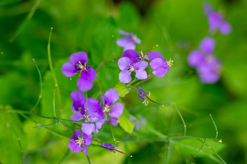紫花绽放绿意中图片