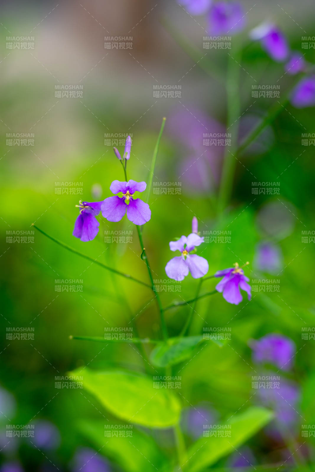 紫色二月兰绽放绿意中图片