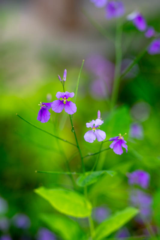 紫花绽放绿意中图片