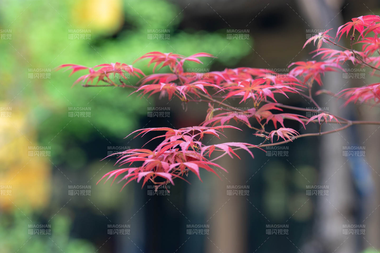 红枫枝头秋意浓图片