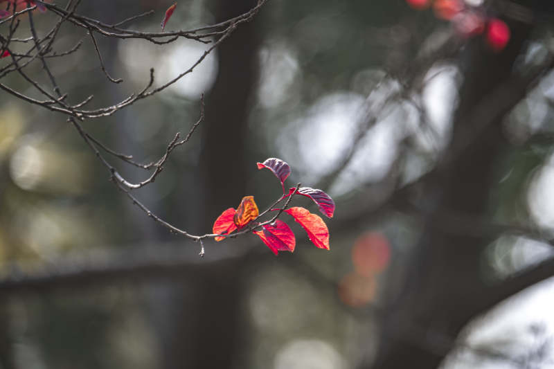 秋叶红枝图片