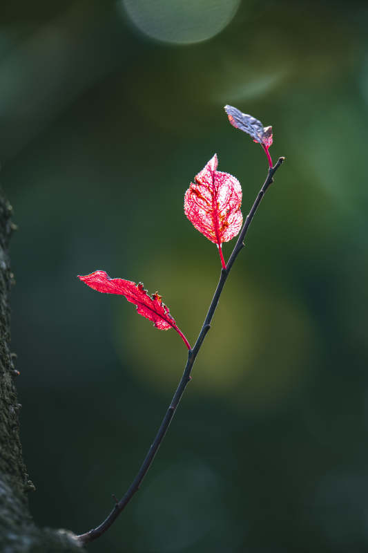 红叶枝头映秋光图片