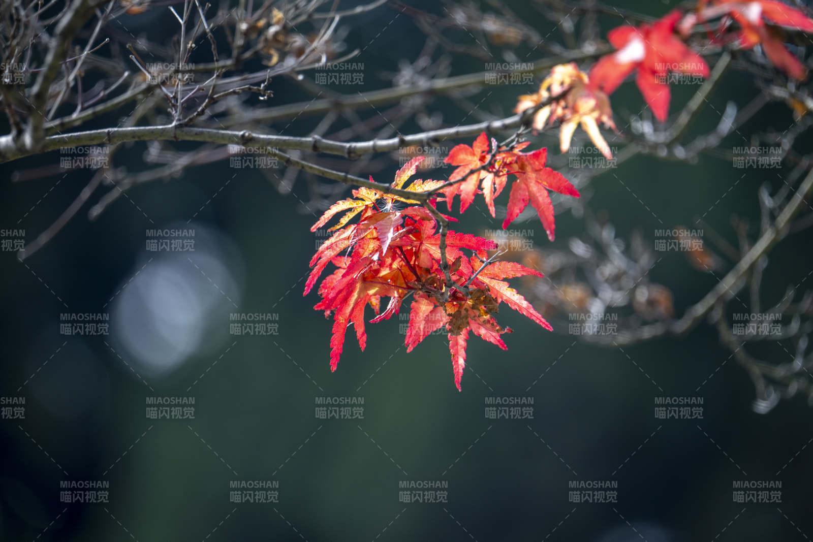 秋枫红叶枝头舞图片