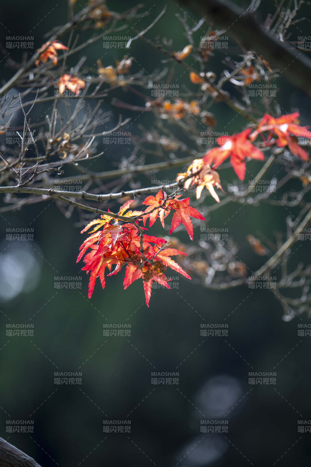 秋枫红叶映枝头图片