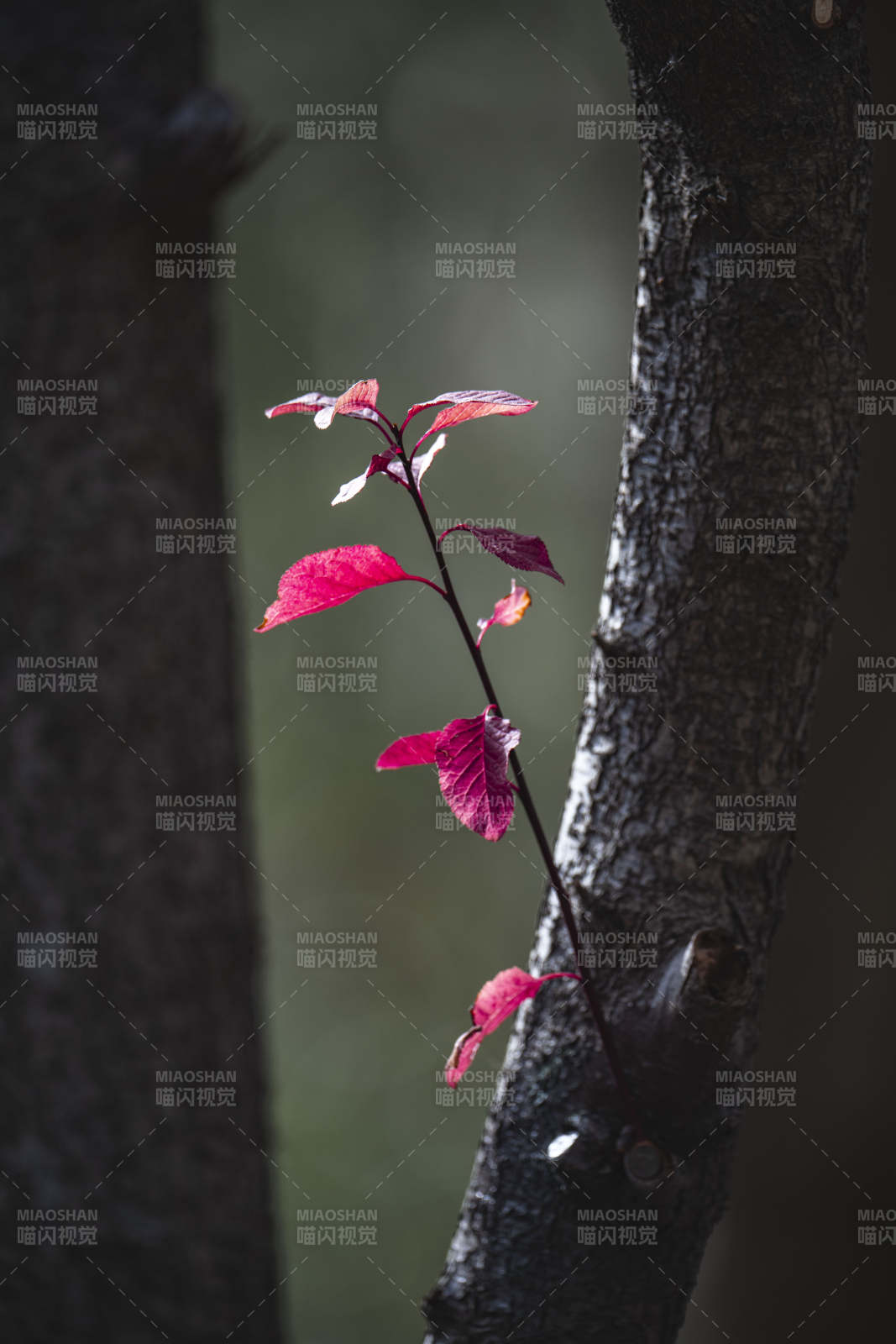 红叶映树影图片