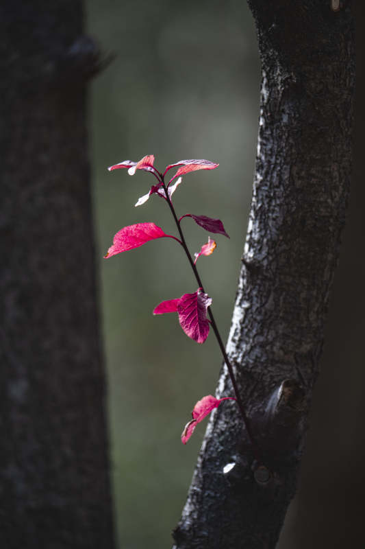 红叶映树影图片