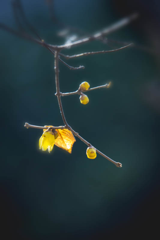 秋枝黄叶静美图片