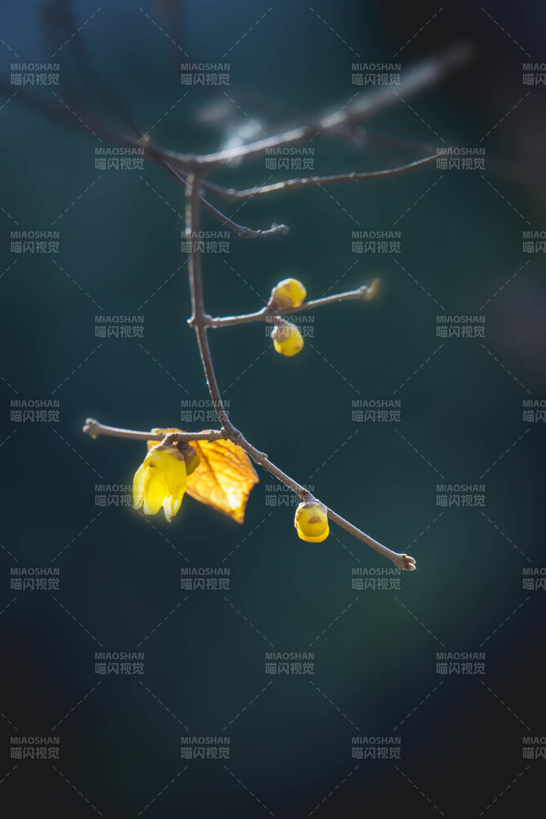 秋枝黄叶静美图片