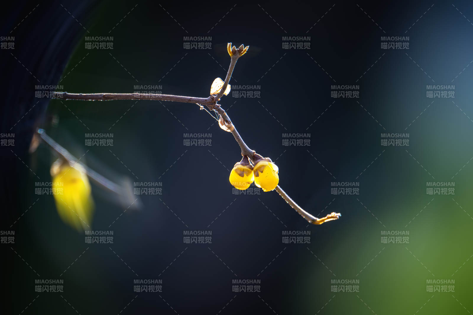 枝头黄果映光图片