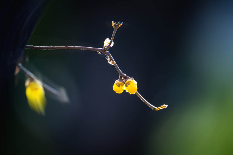 枝头黄果映光图片