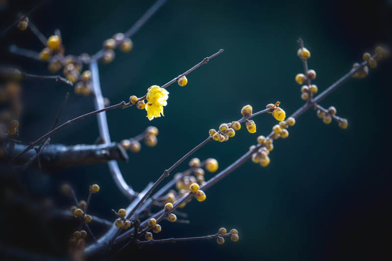 腊梅绽放枝头图片