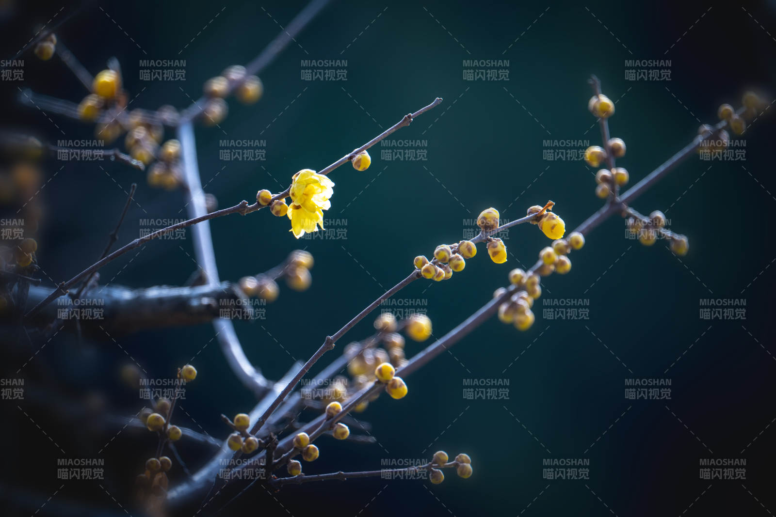 腊梅绽放枝头图片