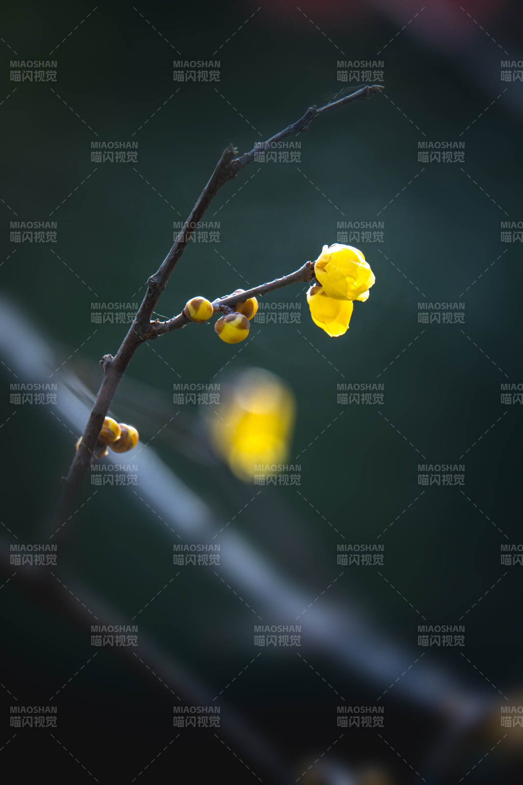 腊梅绽放枝头图片