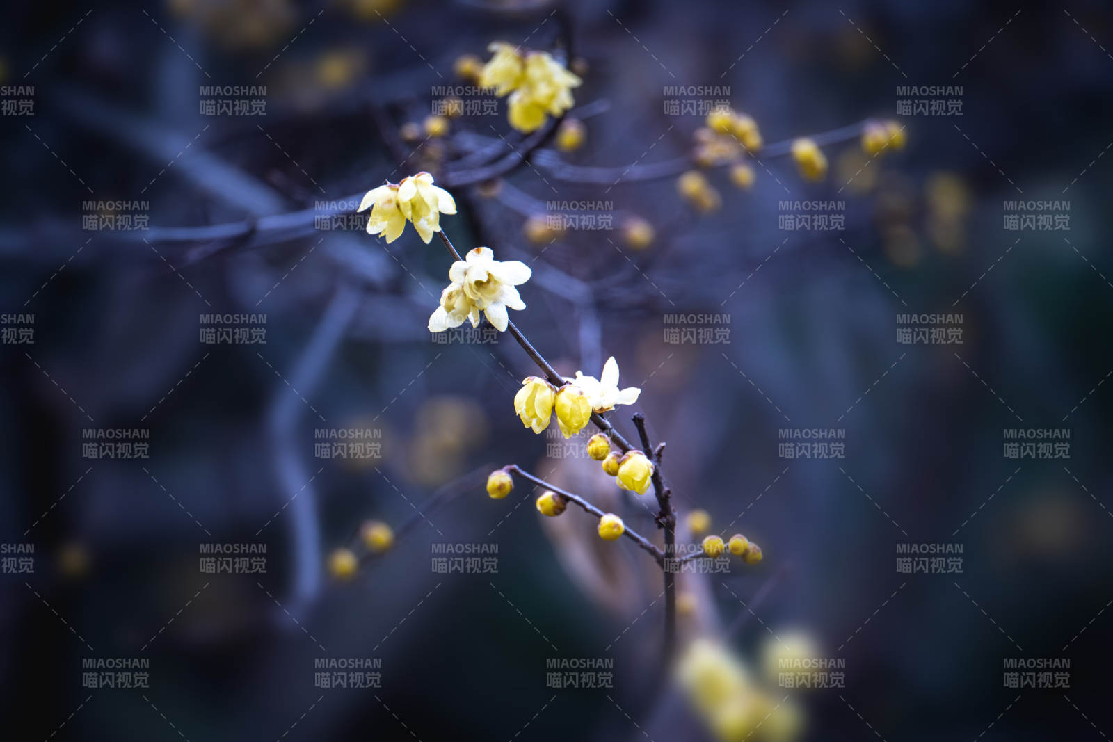 冬日黄花绽放图片