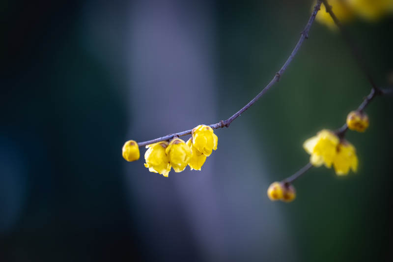 黄花枝头绽放图片