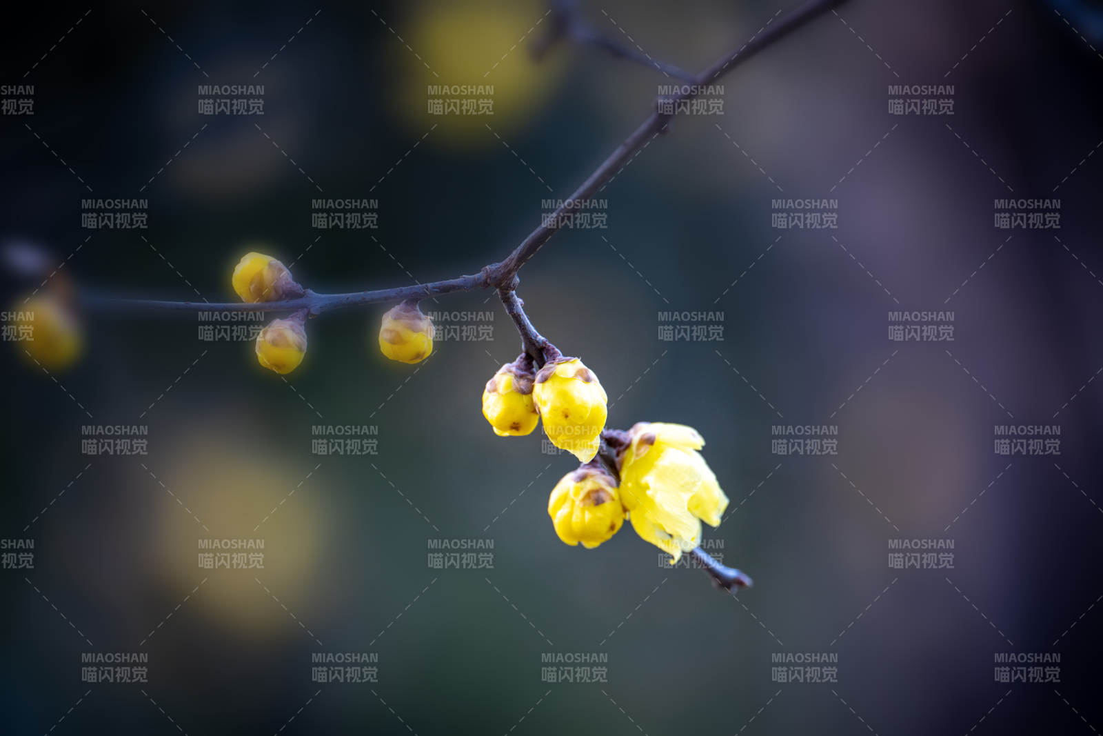 枝头黄花绽放图片