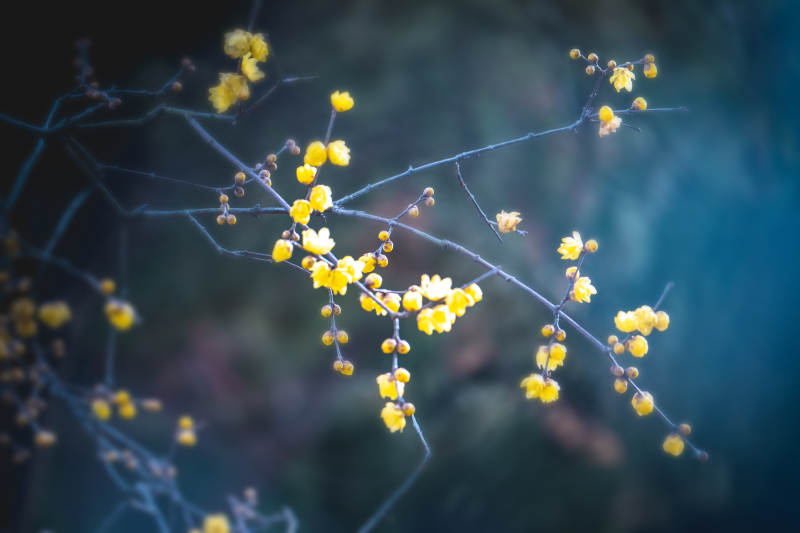 枝头绽放的黄花图片