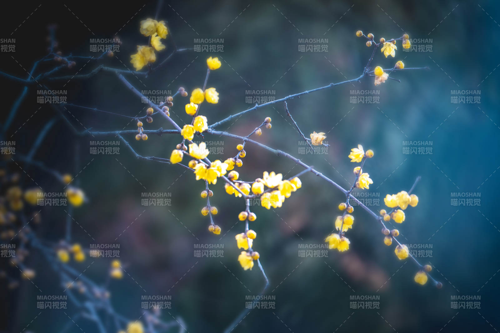 枝头绽放的黄花图片