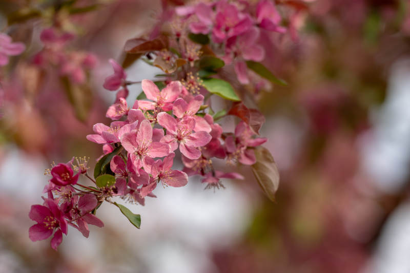 粉红花枝绽放图片