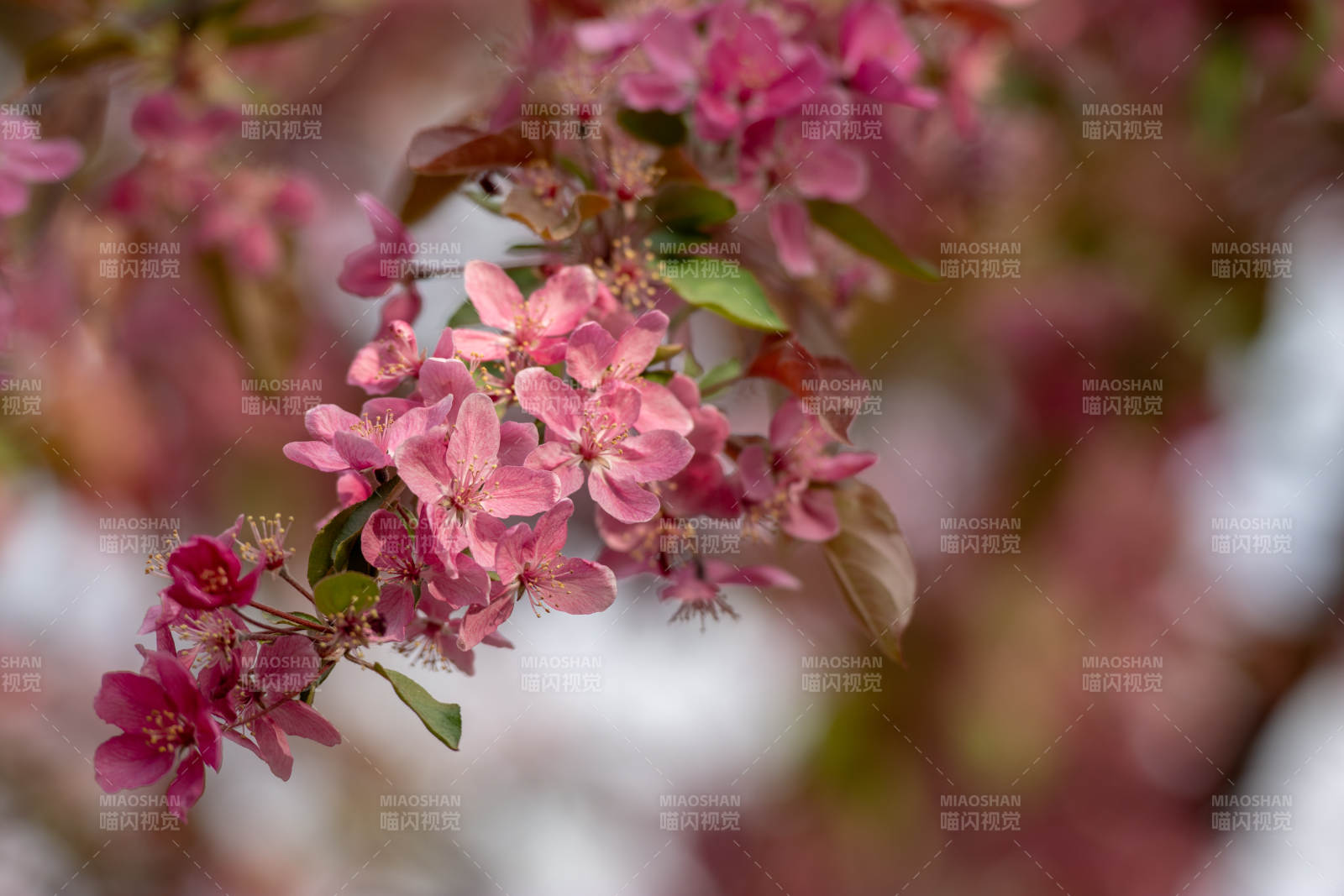 粉红色海棠花枝绽放图片