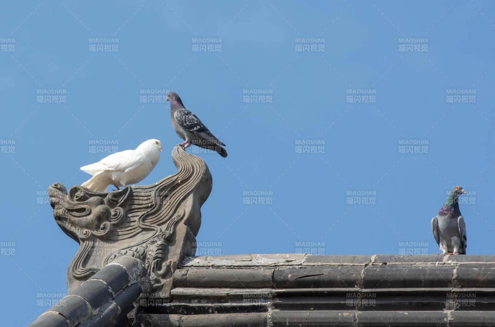 屋脊上的鸽子图片