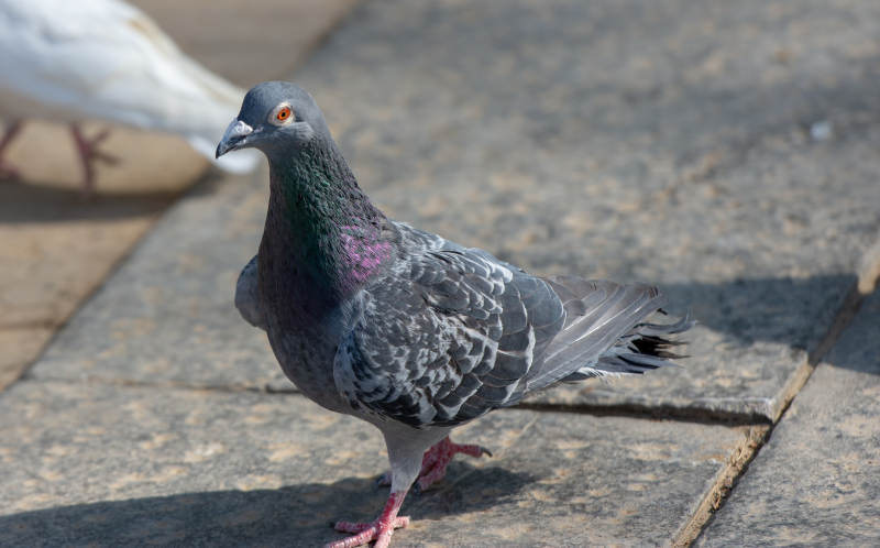 灰鸽踱步石板路图片