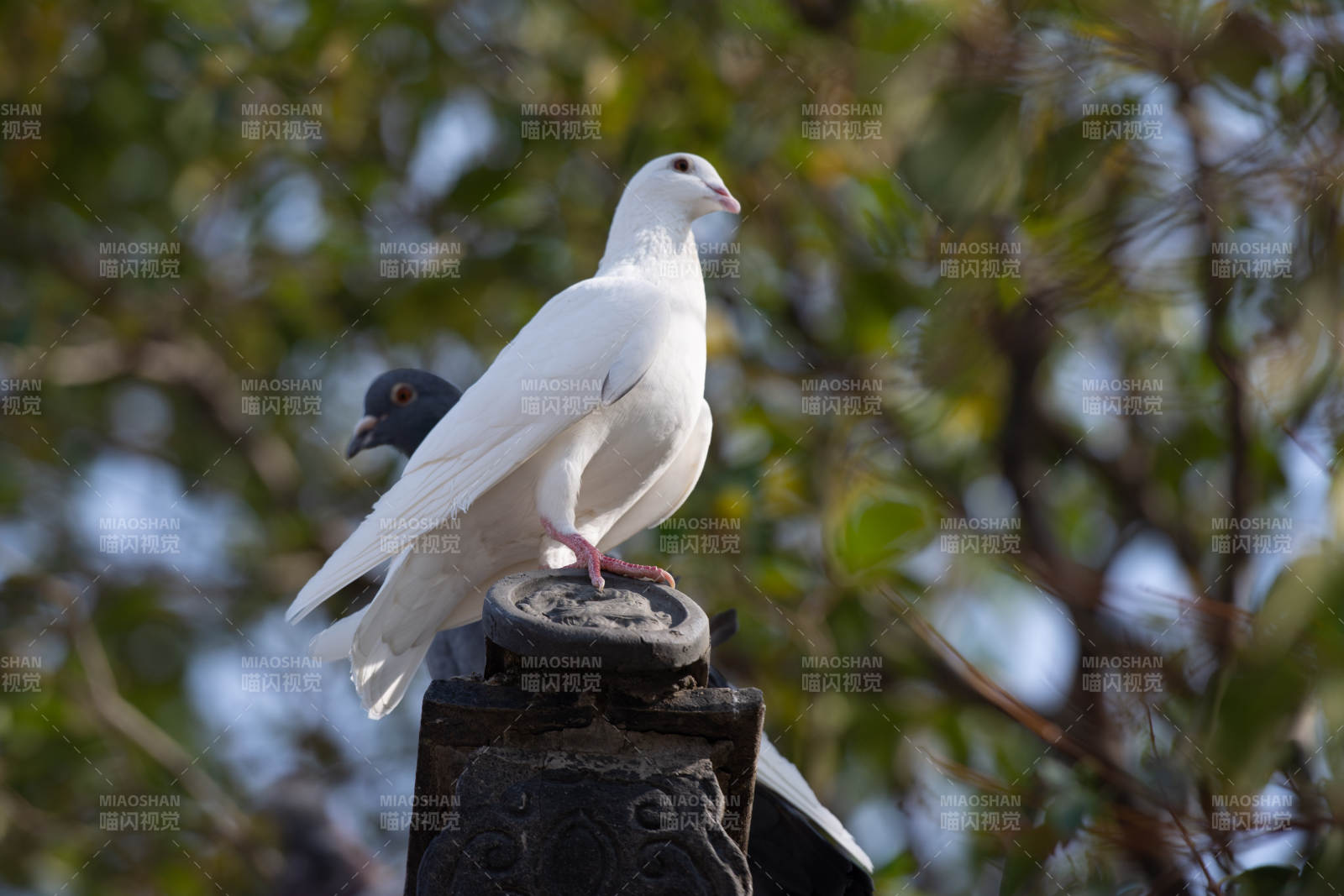 白鸽栖息枝头图片