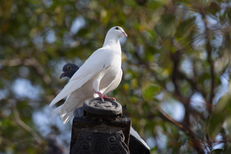 白鸽栖息枝头图片