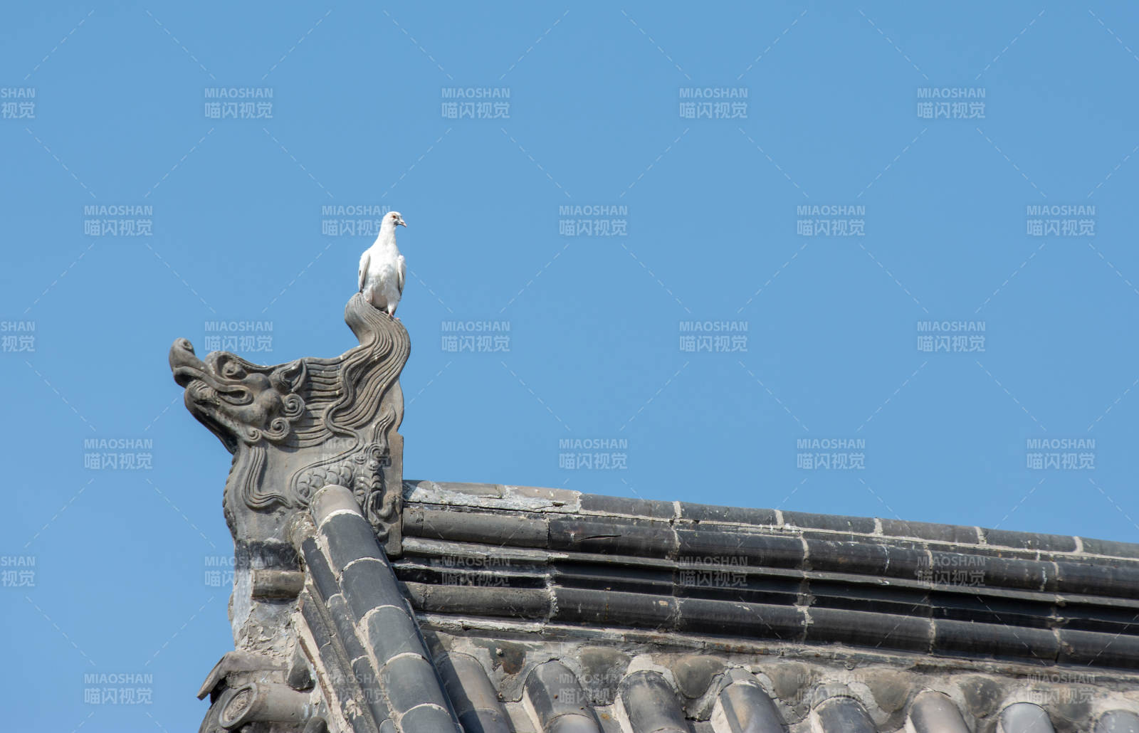 台儿庄古城白鸽栖檐角图片