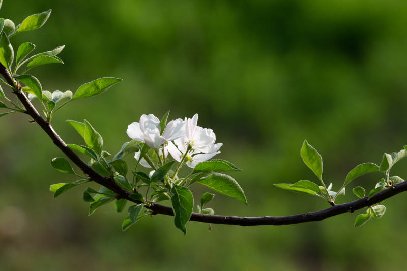 枝头白花绽放图片