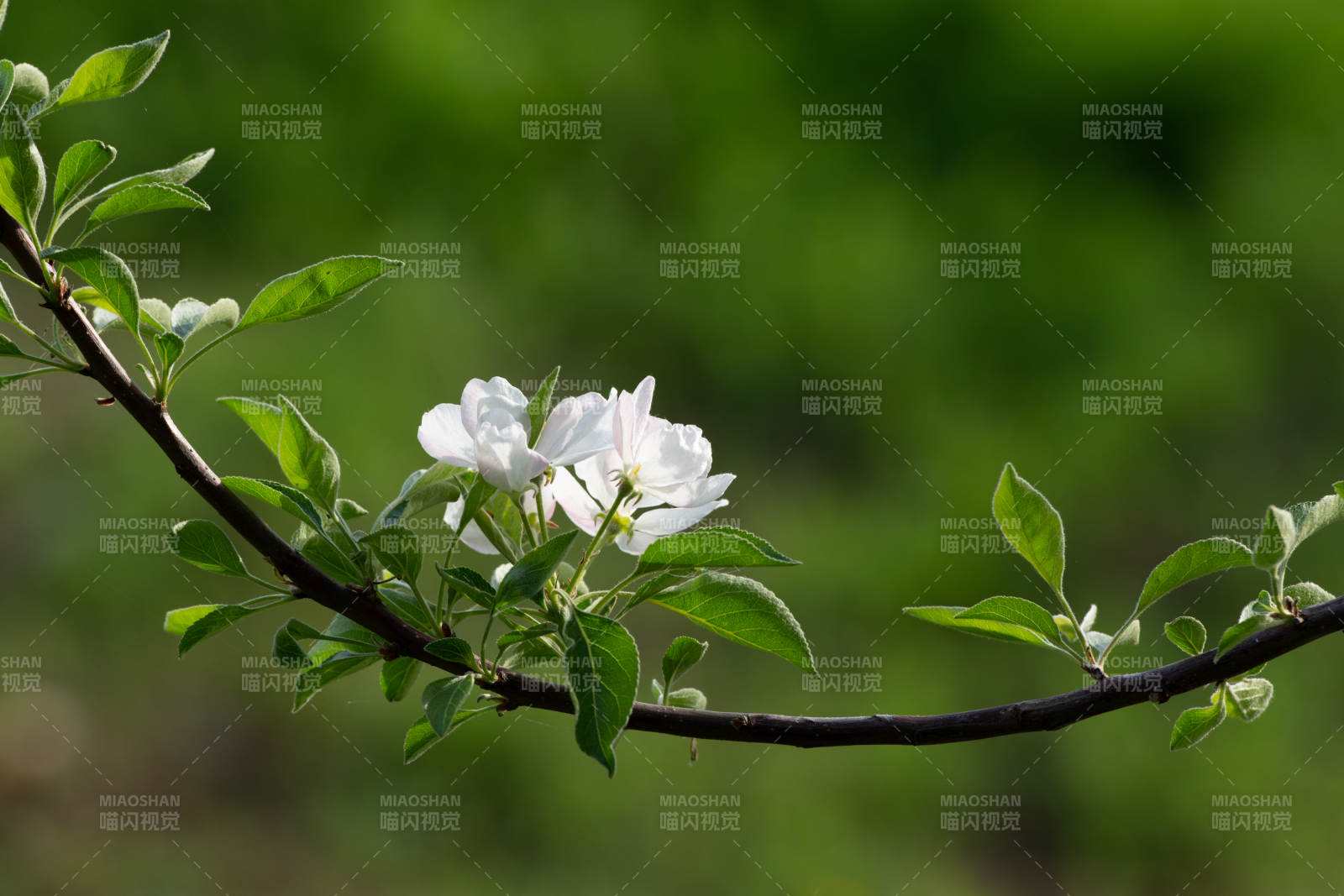 枝头白花绽放图片