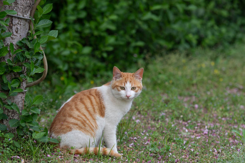 橙白猫静坐草丛图片